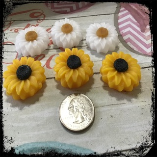 6 Sunflower or Daisy flowers